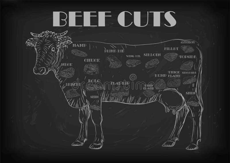 cattle parts diagram cattle parts diagram
