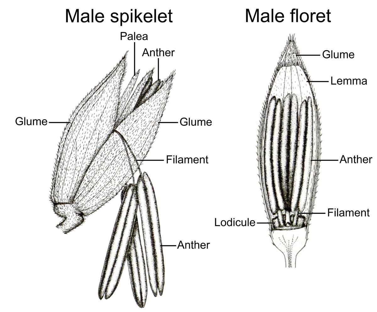 parts of a corn plant diagram