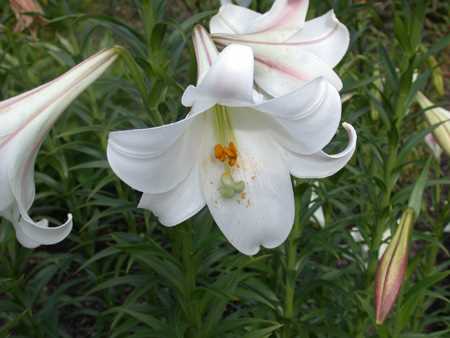parts of a lily flower diagram