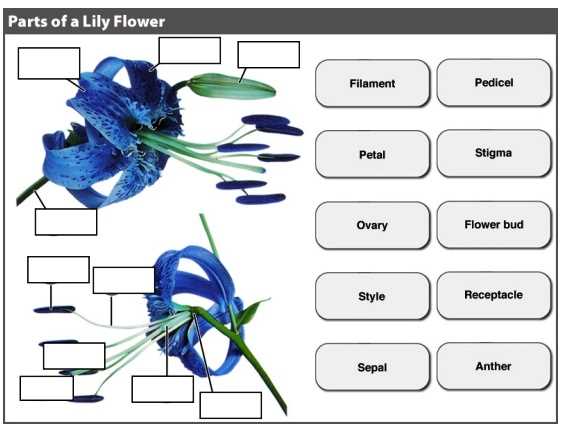 parts of a lily flower diagram