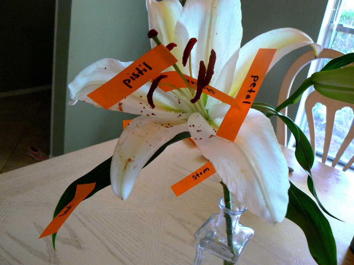parts of a lily flower diagram