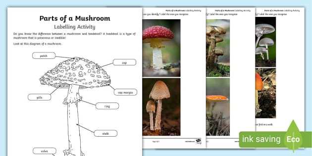 parts of a mushroom diagram parts of a mushroom diagram