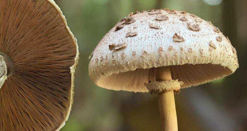 parts of a mushroom diagram parts of a mushroom diagram