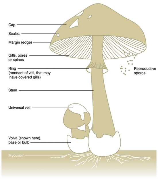 parts of a mushroom diagram parts of a mushroom diagram
