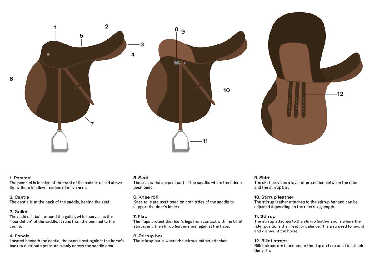 parts of a saddle diagram parts of a saddle diagram