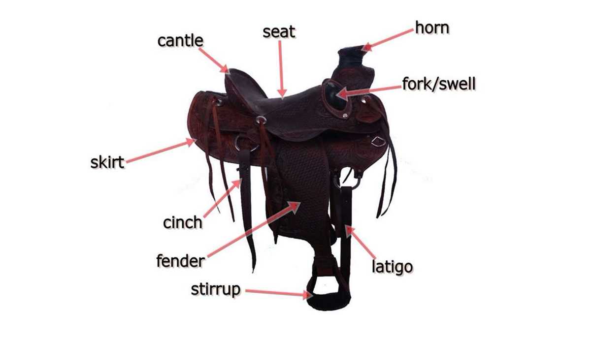 parts of a saddle diagram parts of a saddle diagram