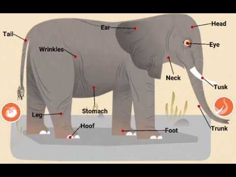 parts of an elephant diagram parts of an elephant diagram