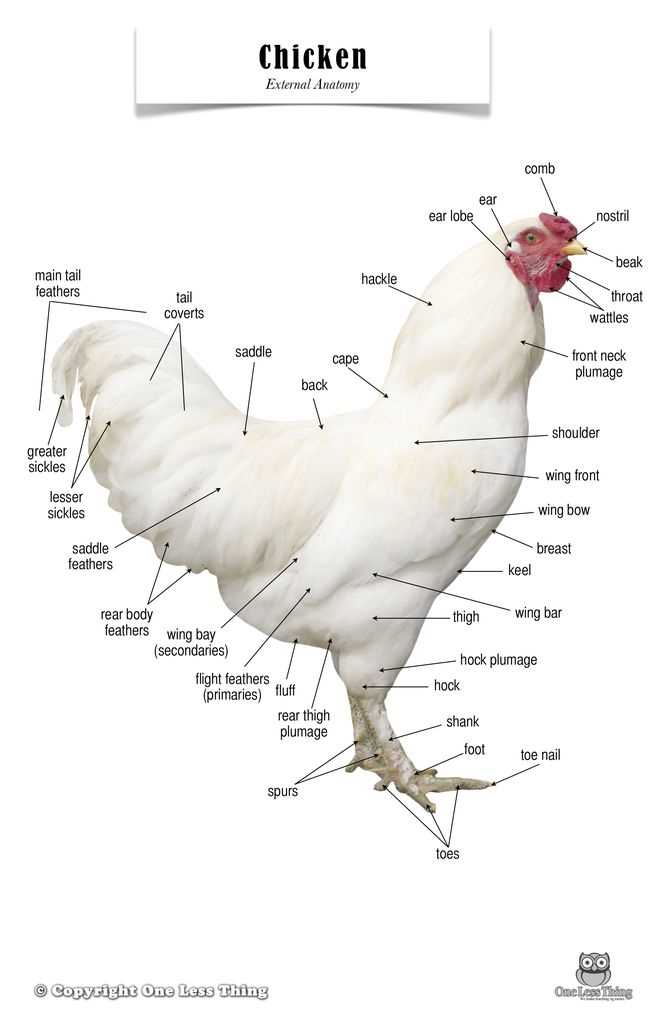 parts of chicken diagram