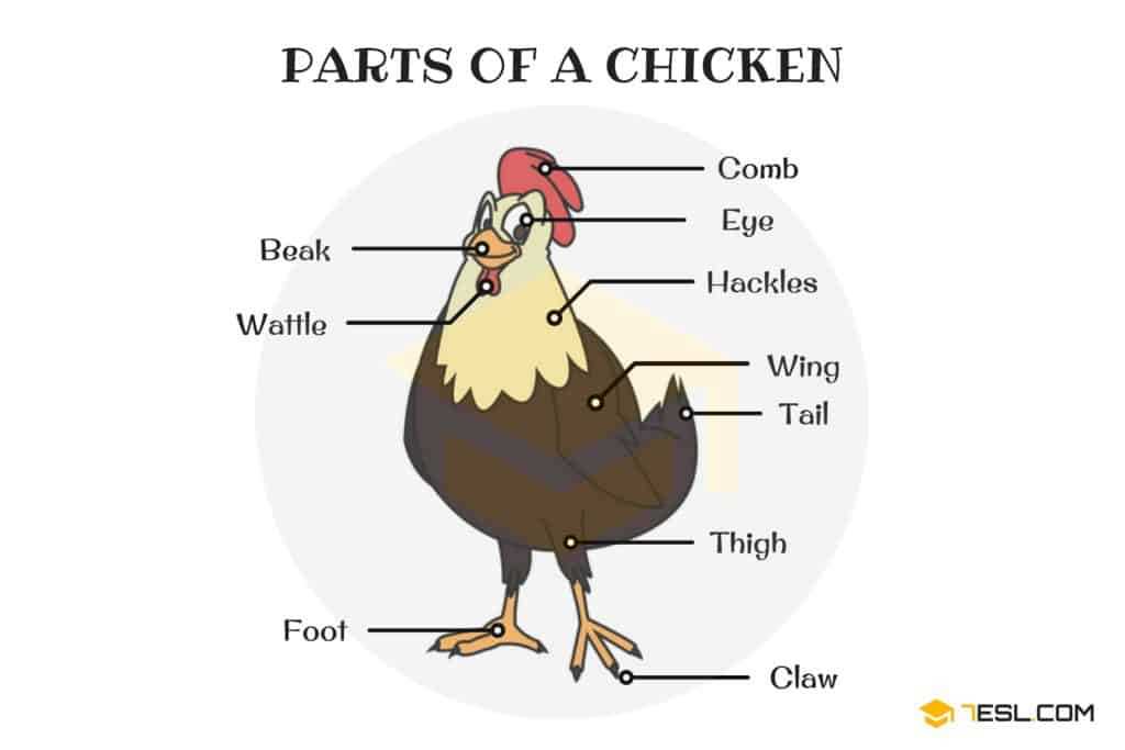 parts of chicken diagram