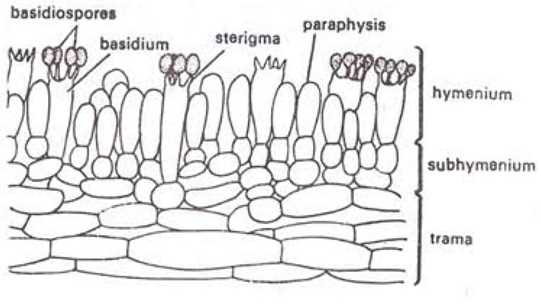 parts of mushroom diagram