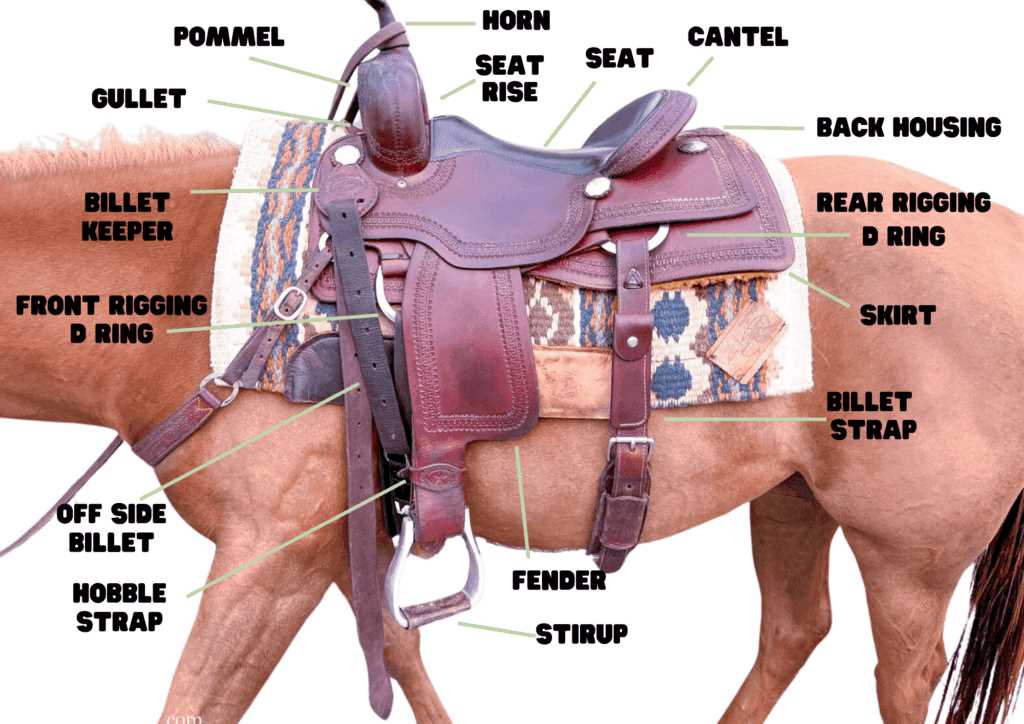 parts of western saddle diagram
