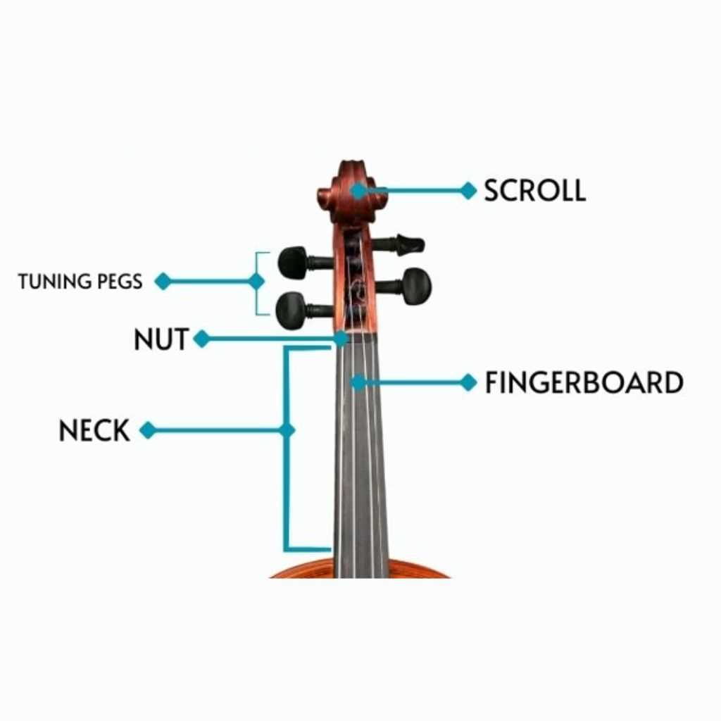 violin diagram parts