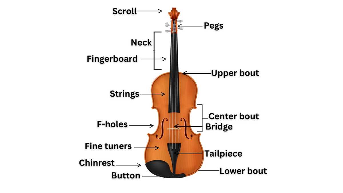 violin diagram parts