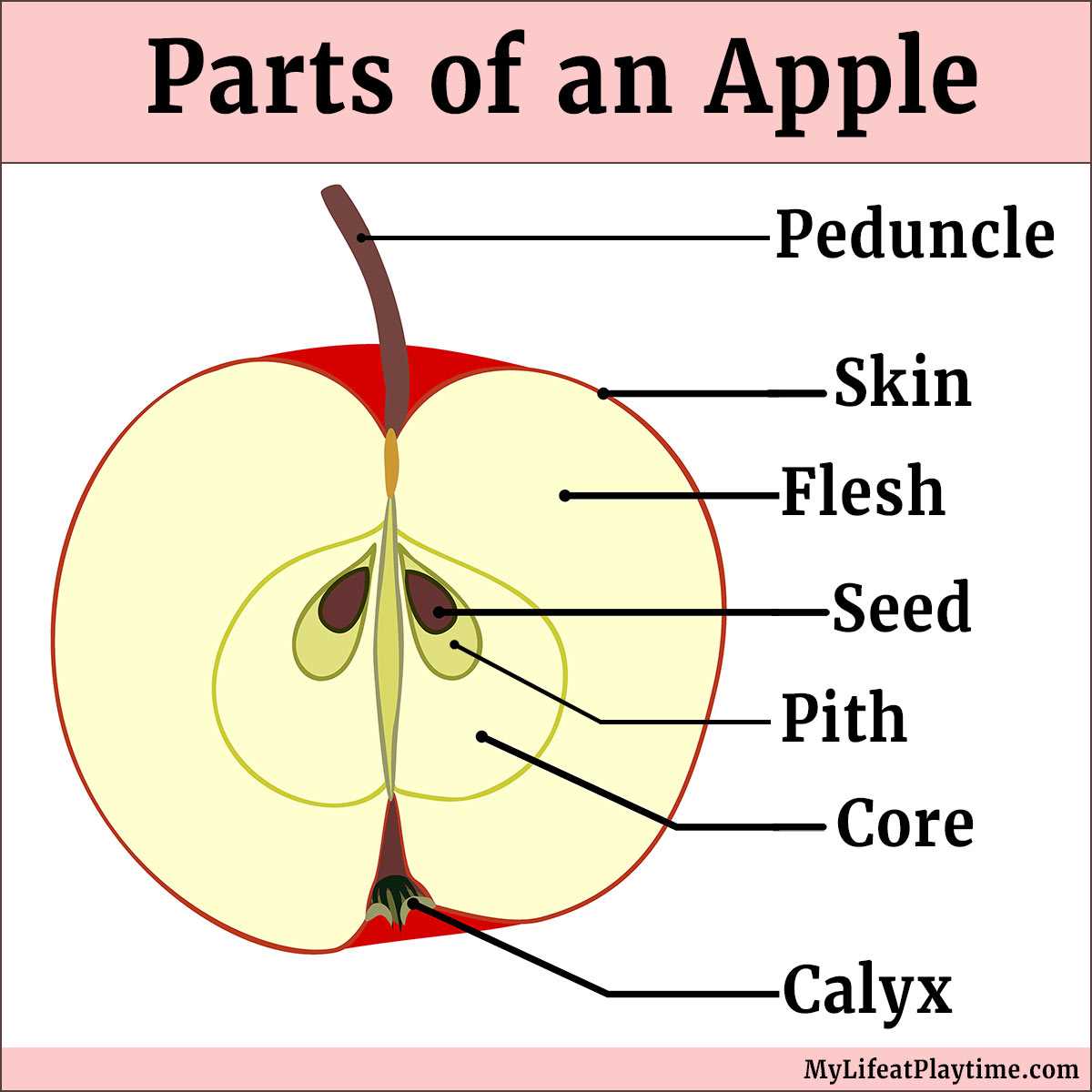 parts of an apple diagram parts of an apple diagram