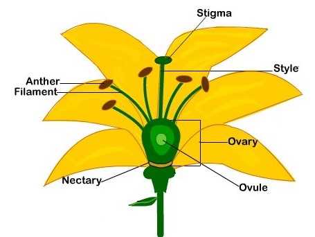 parts of a sunflower diagram