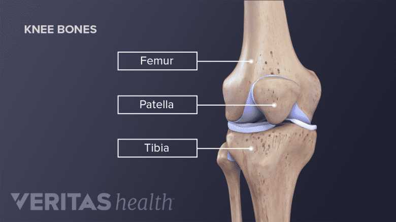 diagram of parts of the knee diagram of parts of the knee