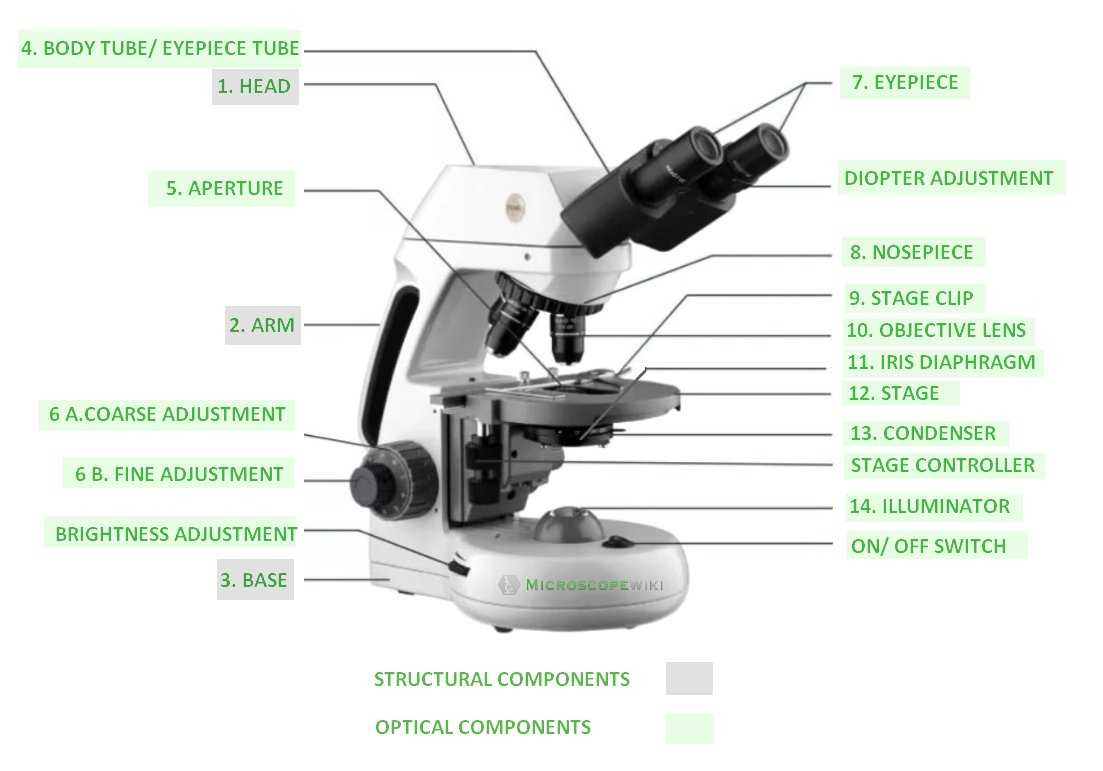 diagram of parts of a microscope diagram of parts of a microscope