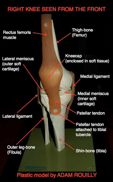 diagram of parts of the knee diagram of parts of the knee