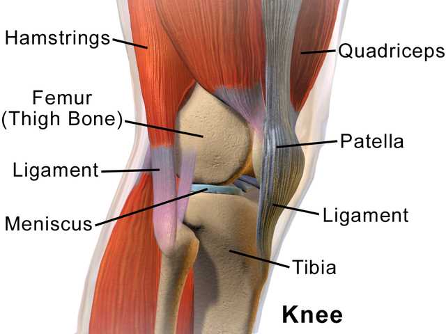 diagram of parts of the knee diagram of parts of the knee