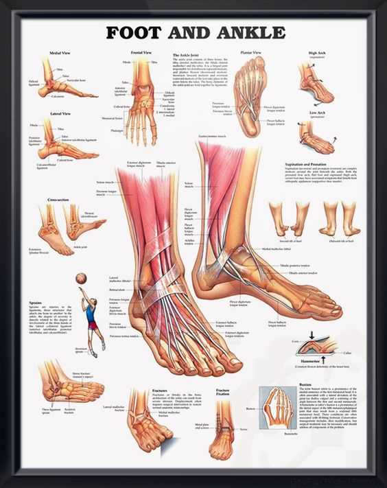 diagram of the foot parts