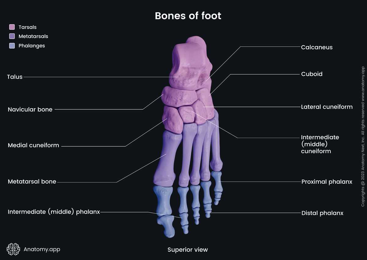 diagram of the foot parts diagram of the foot parts