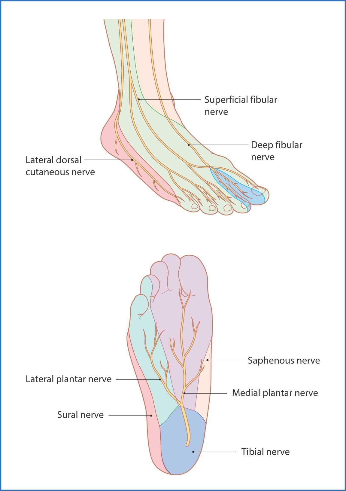diagram of the foot parts