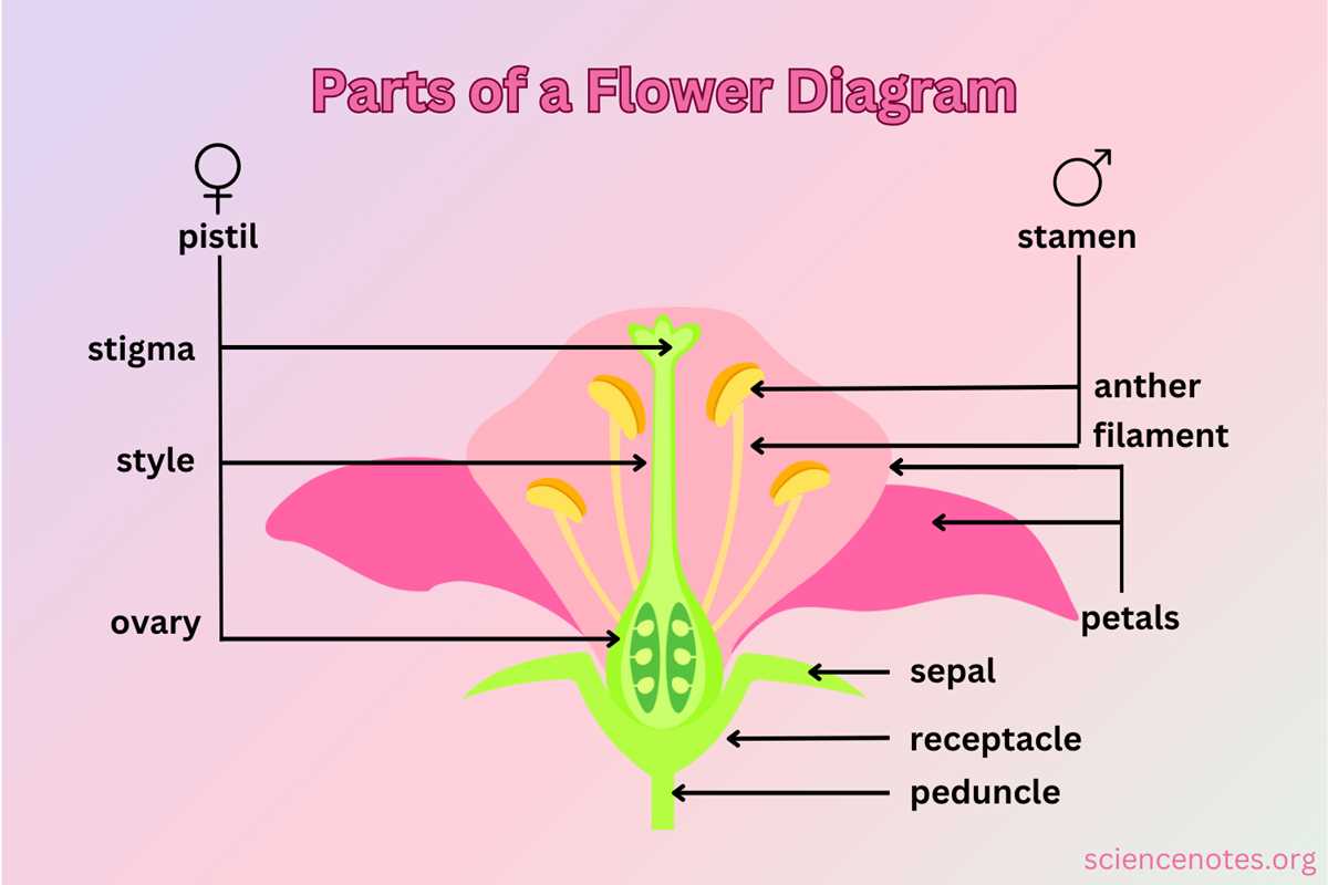 flower diagram with labeled parts