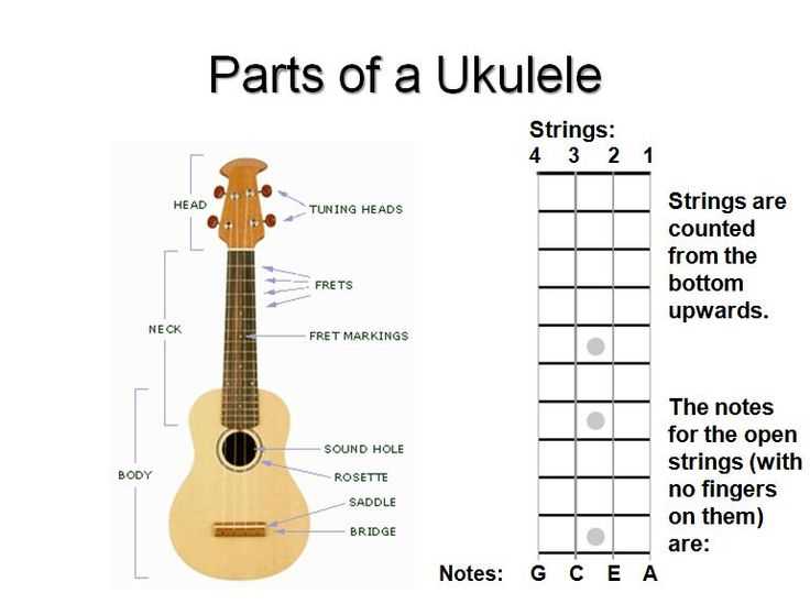 ukulele parts diagram ukulele parts diagram
