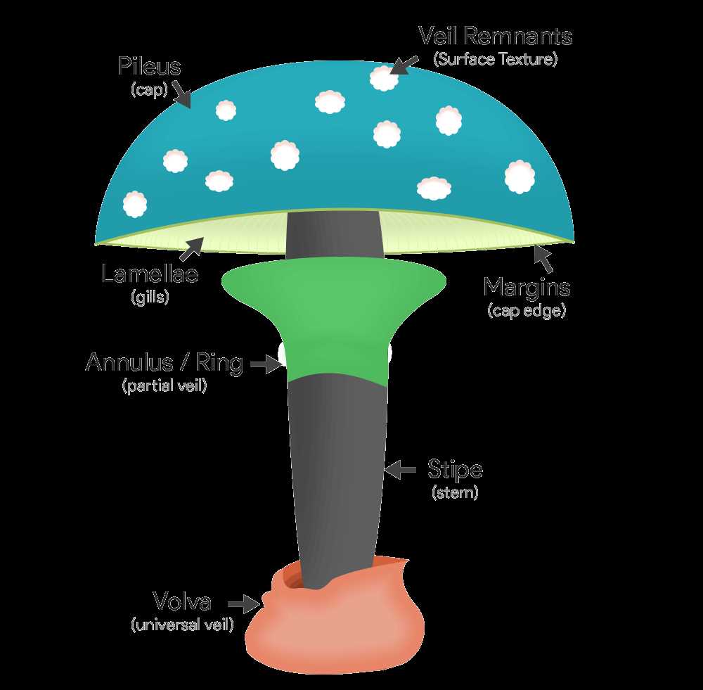 parts of a mushroom diagram parts of a mushroom diagram