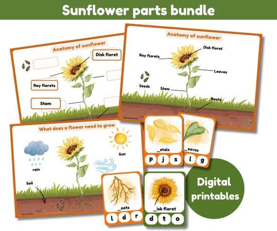 parts of a sunflower diagram