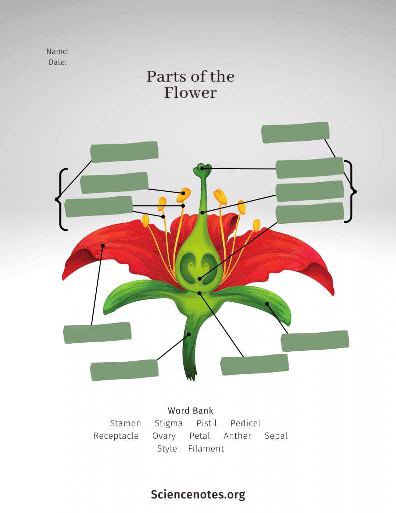 flower diagram with labeled parts