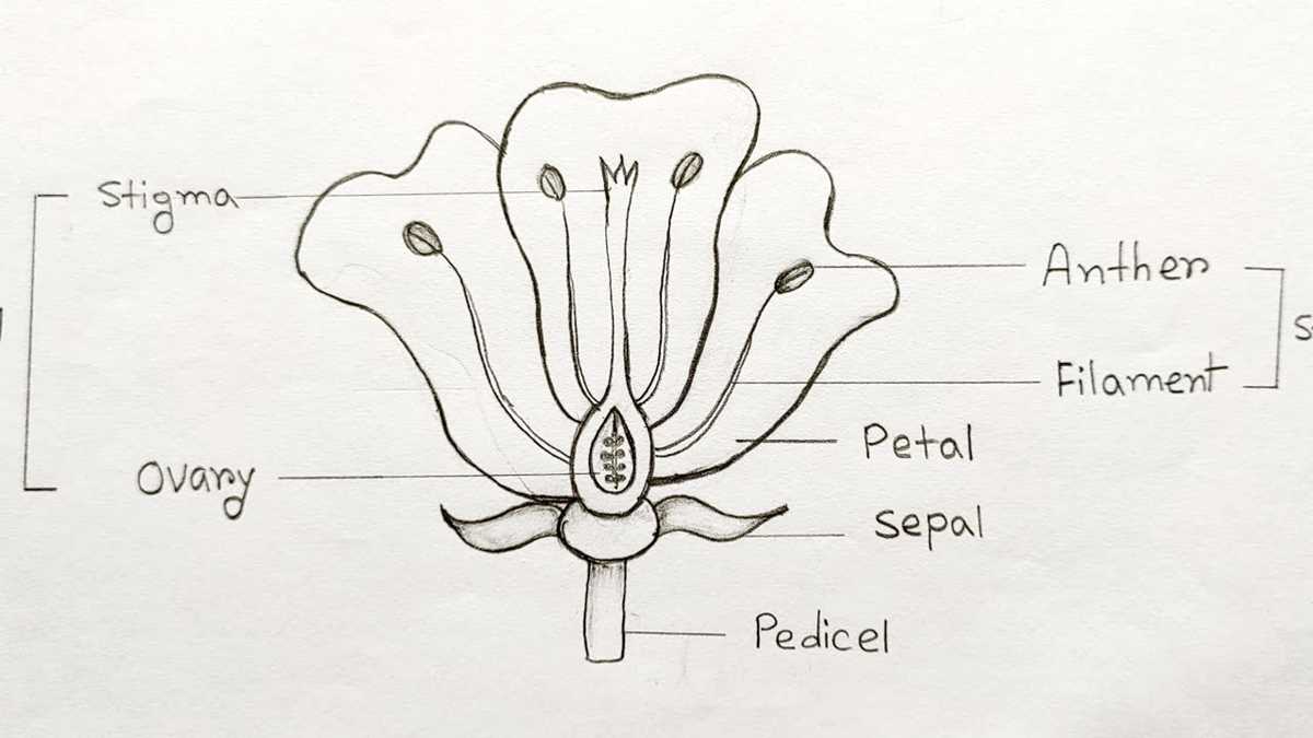 labeled parts of a flower diagram