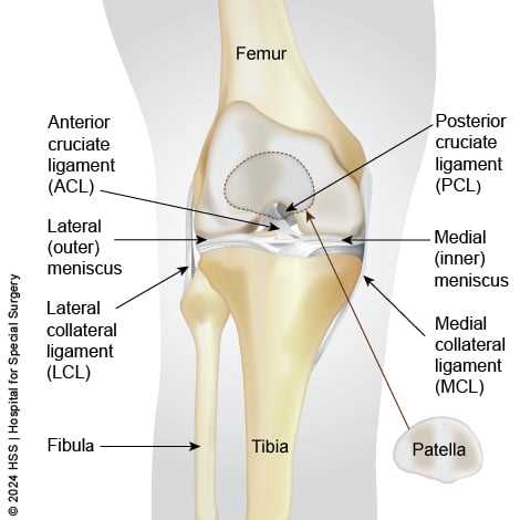 diagram of parts of the knee diagram of parts of the knee
