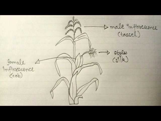 parts of a corn plant diagram
