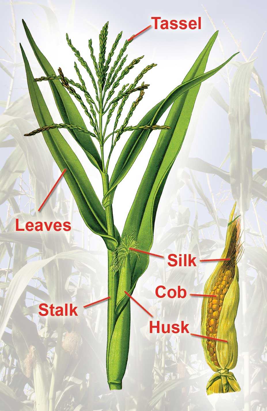 parts of a corn plant diagram