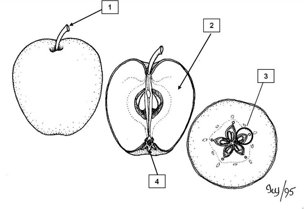 parts of an apple diagram