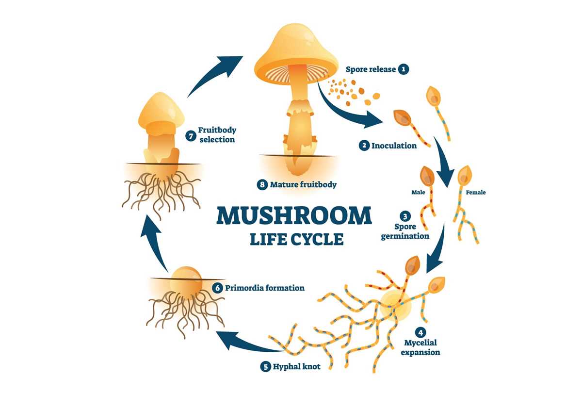 parts of mushroom diagram