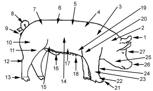parts of a hog diagram parts of a hog diagram