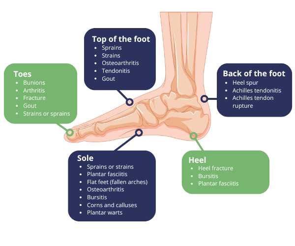 diagram of the foot parts