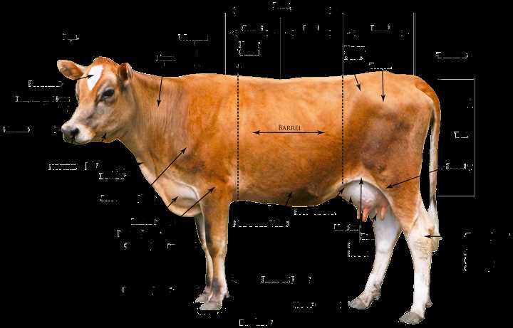 cattle parts diagram cattle parts diagram