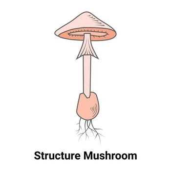 parts of a mushroom diagram parts of a mushroom diagram