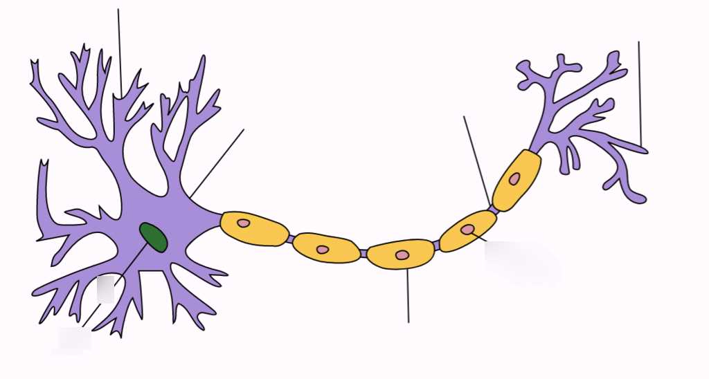 use the diagram to match the parts of the nerve. use the diagram to match the parts of the nerve.