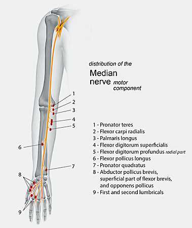 use the diagram to match the parts of the nerve. use the diagram to match the parts of the nerve.