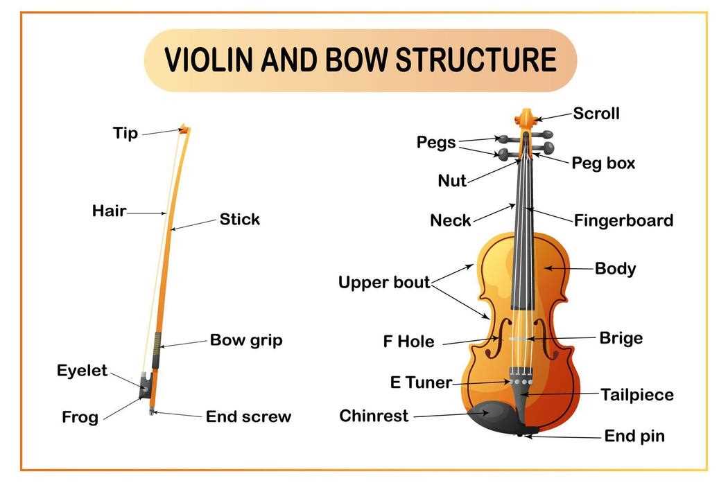 violin diagram parts