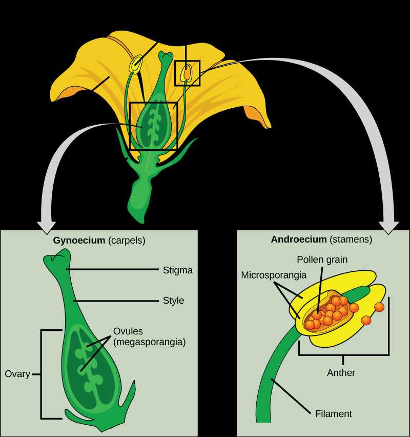 labeled parts of a flower diagram