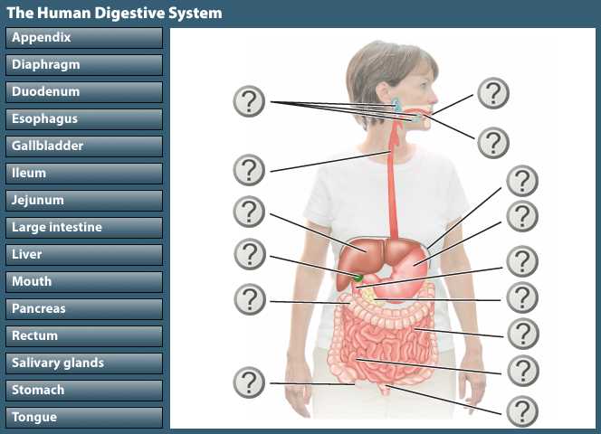 match the parts in the diagram with the correct label match the parts in the diagram with the correct label
